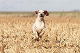 SETTER ANGLAIS 140